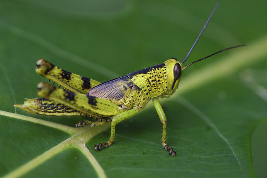 Grasshopper, Caelifera, along the rainforest  Lenguru river, near Lobo village, Triton Bay, mainland New Guinea, Western Papua, Indonesian controlled New Guinea, on the Science et Images "Expedition Papua, in the footsteps of Wallace”, by Iris Foundation