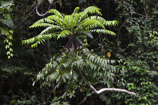 Steaming rainforest in Misool, Gam river, Raja Ampat, Western Papua, Indonesian controlled New Guinea, on the Science et Images "Expedition Papua, in the footsteps of Wallace&rdquo;, by Iris Foundation