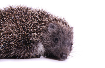 Hedgehog isolated on white