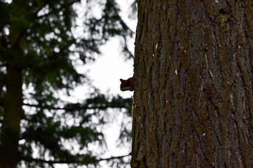 Fototapeta premium Eichhörnchen sitzt am Baum