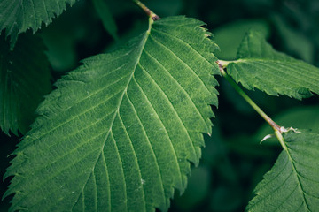 Green leaf close-up macro photo, selective focus. Green fresh nature background