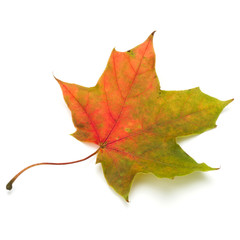 colorful autumn maple leaf isolated on white
