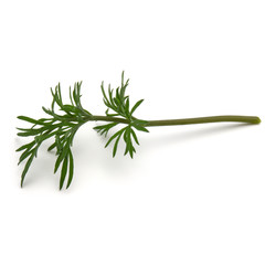 Close up shot of branch of fresh green dill herb leaves isolated on white background