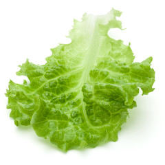 fresh green lettuce salad leaves isolated on white background