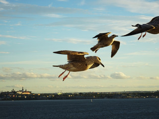 Möwen fliegen über Tallin (Estland) zur Ostsee