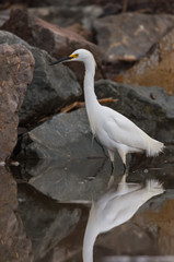 Reflections of the Snowy Egret