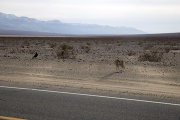 Lonely Coyote (prairie wolf) in Death Valley, California, USA