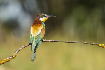 Bee Eater