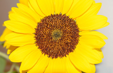 Blüte der Sonnenblume - Makro 