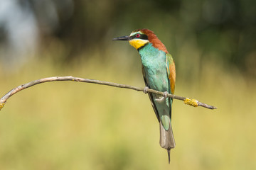 Bee Eater