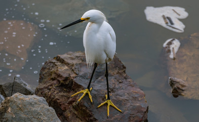 Looking down on the Snowy Egret