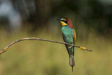 Bee Eater