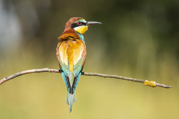 Bee Eater