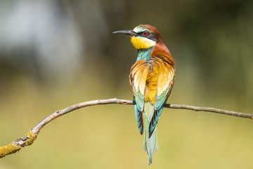 Bee Eater
