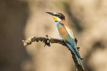 Bee Eater