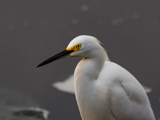 A Freshly Fed Snowy Egret