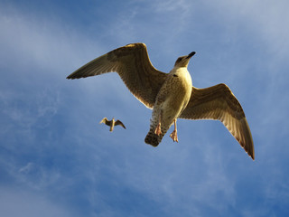 Zwei Seemöven im Flug über der Ostsee