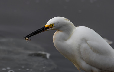 Obraz premium A Snowy Egret with a fresh Goby fish