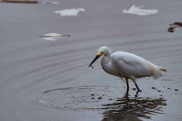 A Snowy Egret with a fresh catch