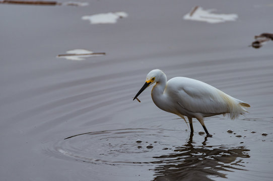 A Snowy Egret with a fresh catch