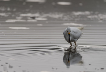 A Snowy Egret stalking in the Marin Headlands 