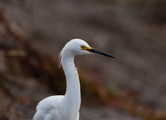 A Snowy Egret Stands in the Headlands