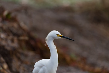 A snowy egret in the Marin Headlands in California