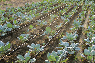 Cabbage in a field
