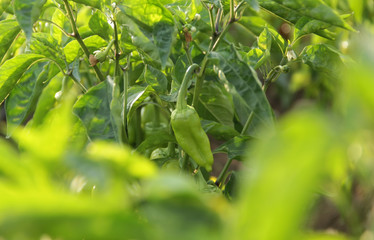 Rows of peppers growing in a field