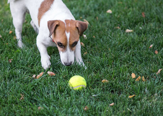 A cute dog Jack Russell Terrier playing with a yellow Tennis ball on green lawn outdoor at summer day. Copy-space left
