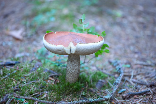 Laubwald-Rotkappe