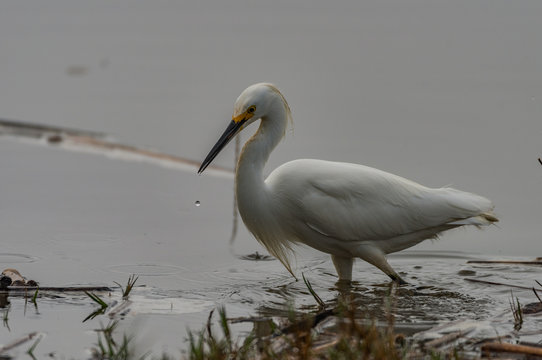 A Stalking Snowy Egret Part Two
