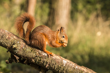 Red Squirrel