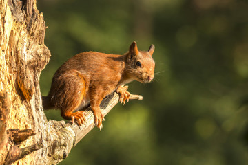 Red Squirrel