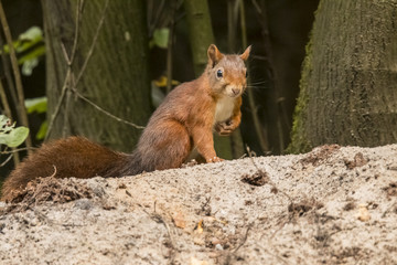 Red Squirrel