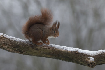 Red Squirrel