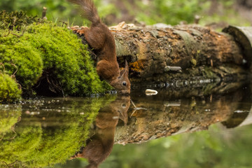 Red Squirrel