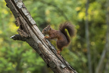 Red Squirrel