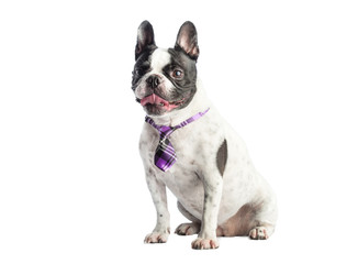 French bulldog with tie