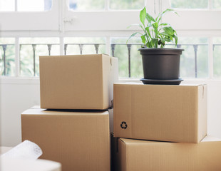 Cardboard boxes with potted plant by window at new house
