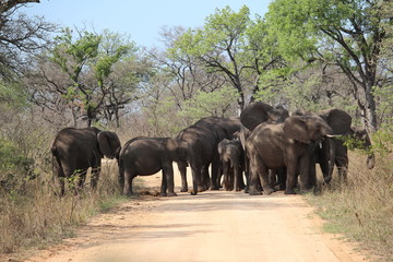 Obraz premium Elefantenherde blockiert die Straße