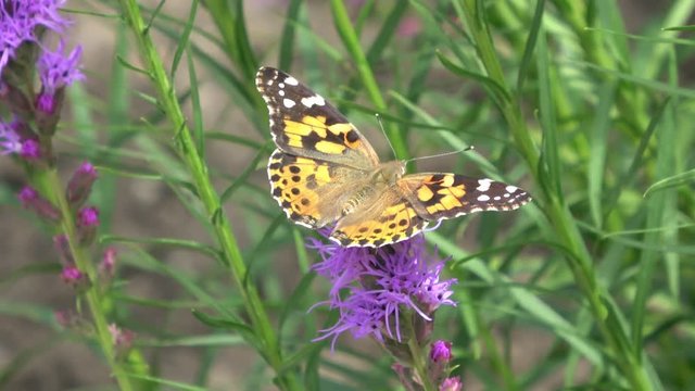 Butterfly drinking nectar from flower