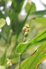 fotos de la selva de Perú