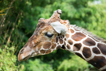 Giraffe is not in a good mood