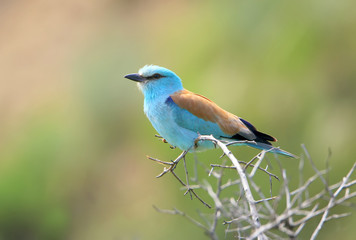 European roller on the branch. Soft morning light portrait.