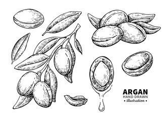 Argan vector drawing. Isolated vintage  illustration of nut. Org