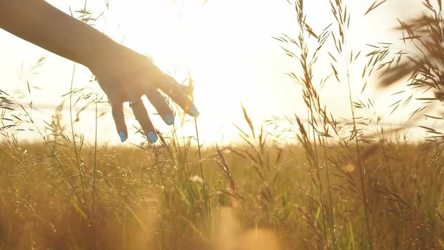 woman's hand touching the blades of grass at sunset