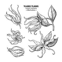 Ylang ylang vector drawing. Isolated vintage  illustration of me - obrazy, fototapety, plakaty