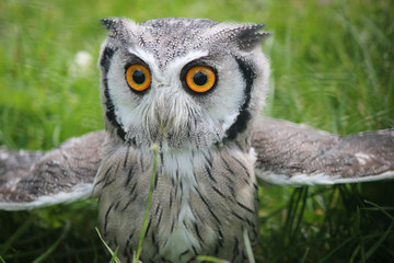 Southern white faced scops owl