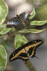 Motyle Egzotyczne © mycatherina